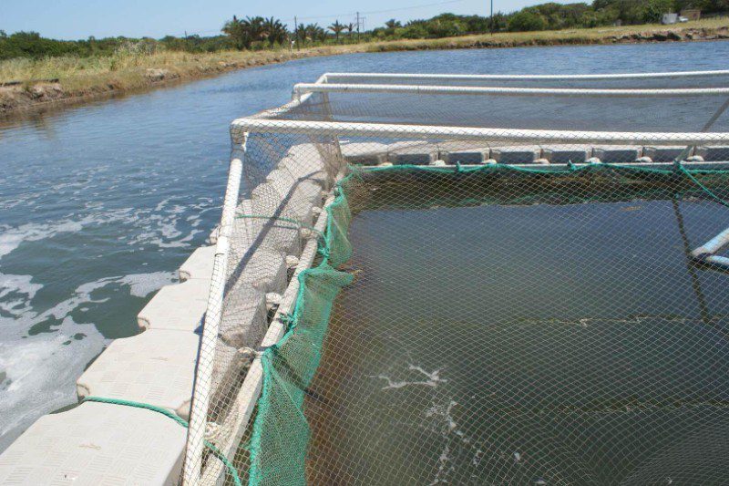 Aquaculture Floating Dock